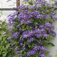 Clematis Multi Blue, снимка 3 - Градински цветя и растения - 39483861