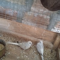 Диамантени гугутки- млади птици, снимка 1 - други­ - 40637494
