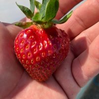 Разсад целогодишни ягоди сорт “Флорида Бюти”, снимка 1 - Разсади - 38243163