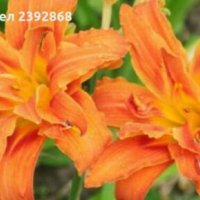 Хемерокалис, снимка 6 - Градински цветя и растения - 28315438
