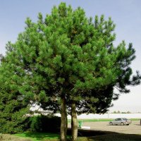 Бял бор, Pinus sylvestris, снимка 3 - Градински цветя и растения - 43936306