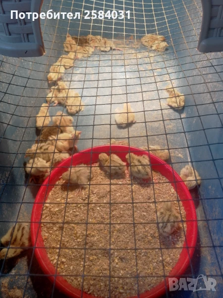 Продавам пъдпъдъци, снимка 1