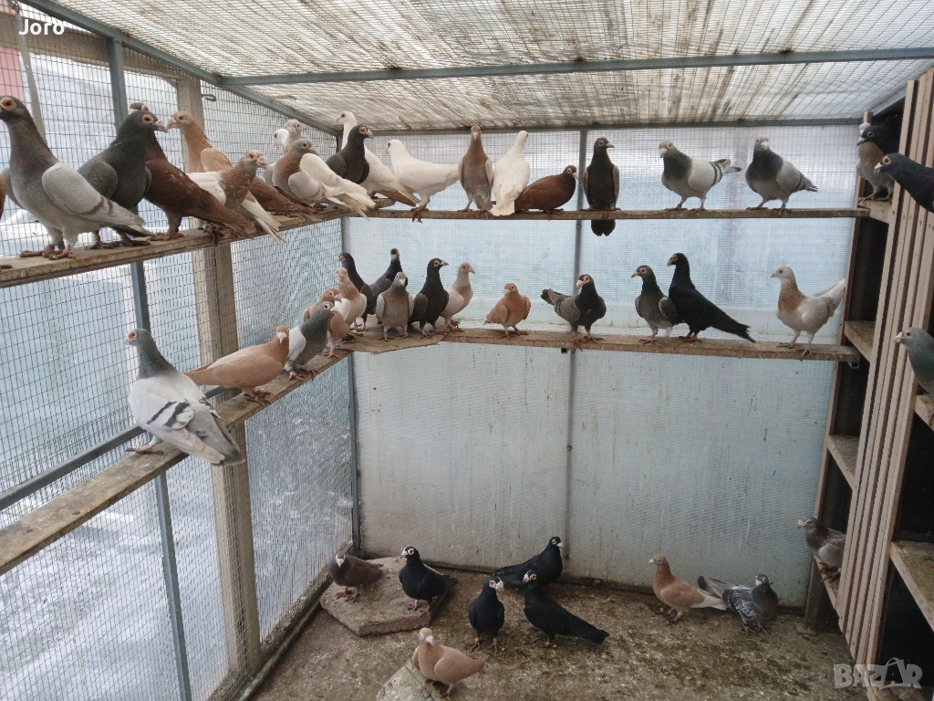 Пощенски гълъби, снимка 1