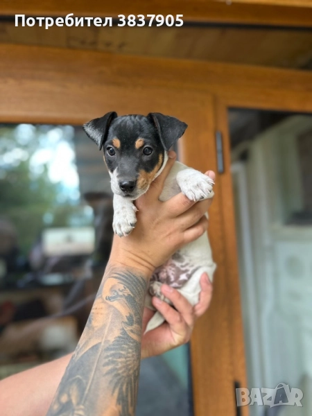 Джак Ръсел териер, снимка 1