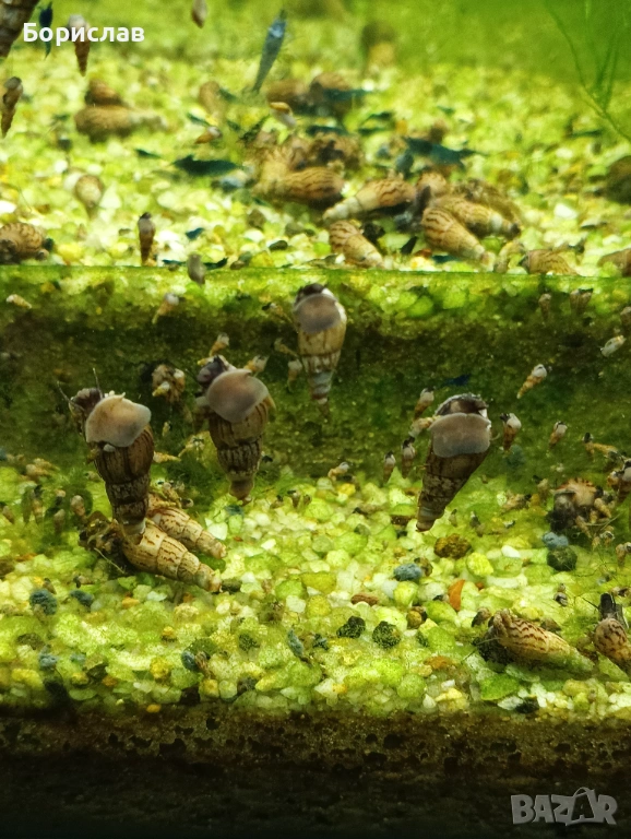 Охлюви мелания спираловидни. Скариди ред чери неокаридина., снимка 1