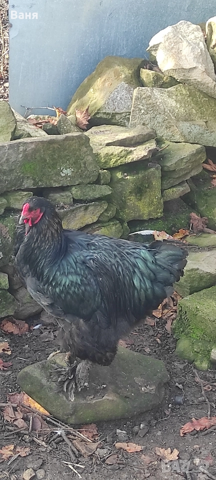 Продавам петел порода черна брама, снимка 1