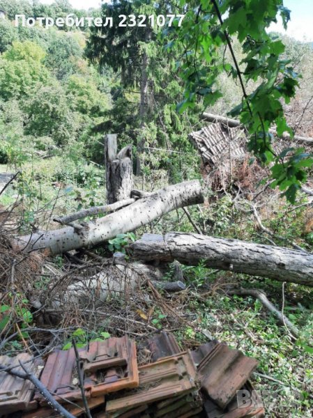 Борови трупи, снимка 1