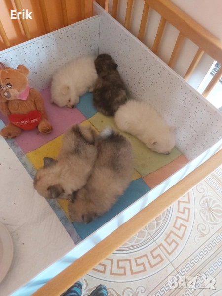 pomeran kucenca n, снимка 1