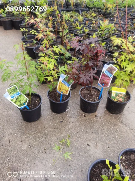  Японски клен четери сорта, цената е за четери растения., снимка 1