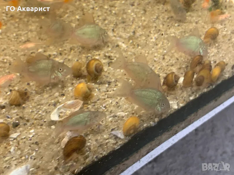 Коридорас Брохис / Corydoras Brochis, снимка 1