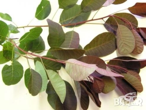 Смрадлика лист Листа смрадлика Най-ниска цена!, снимка 1