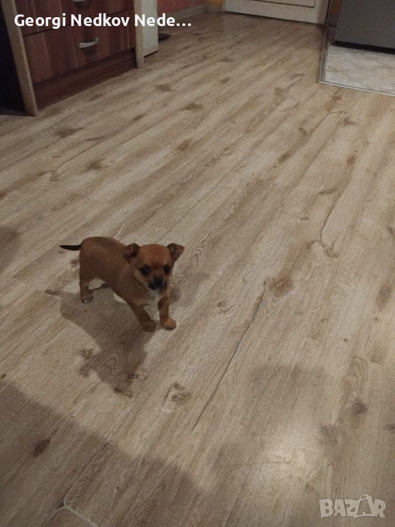 Продавам чихопинчер , снимка 1