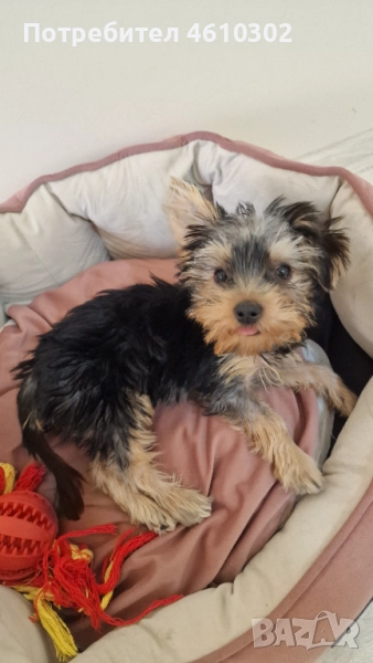 Йоркширски Териер Йорки мини, снимка 1