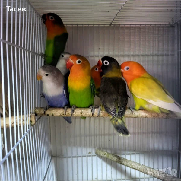 Неразделки, снимка 1