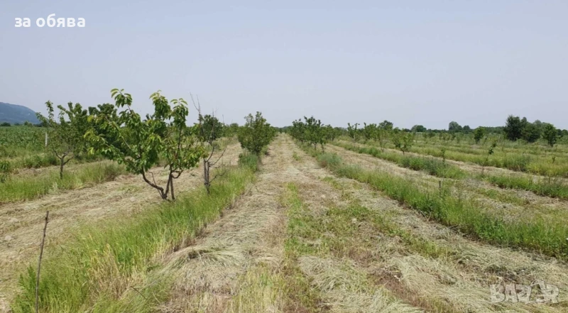 Овощни градини череши/сливи, снимка 1