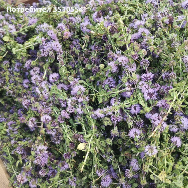 Продавам билки, снимка 1