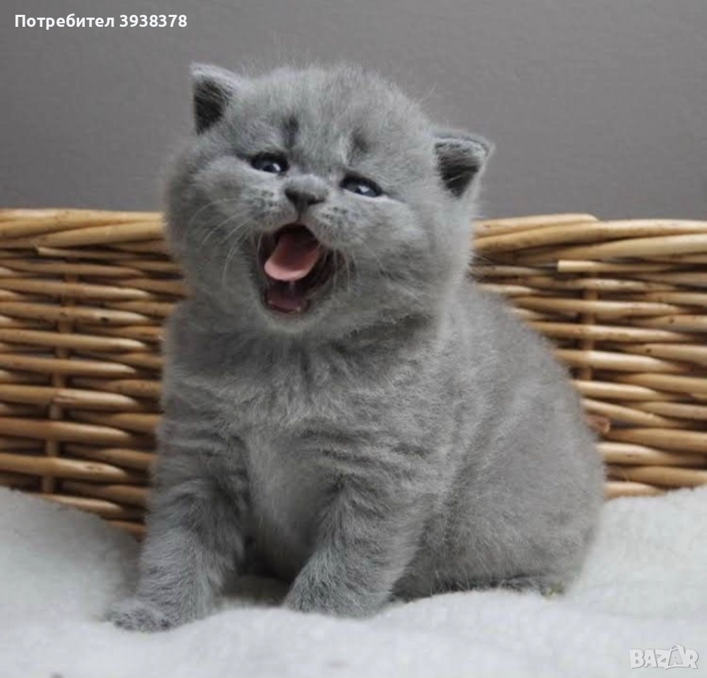 Britansko kasokosmesto, снимка 1