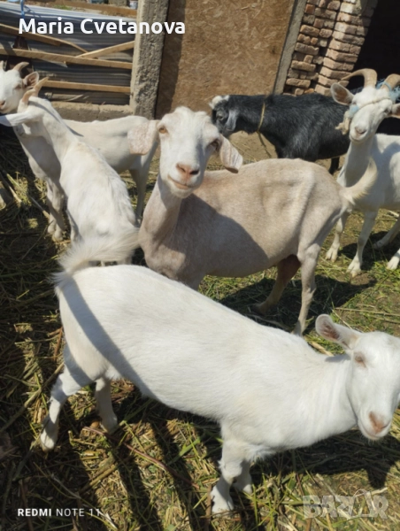 Кози ярета пръч , снимка 1