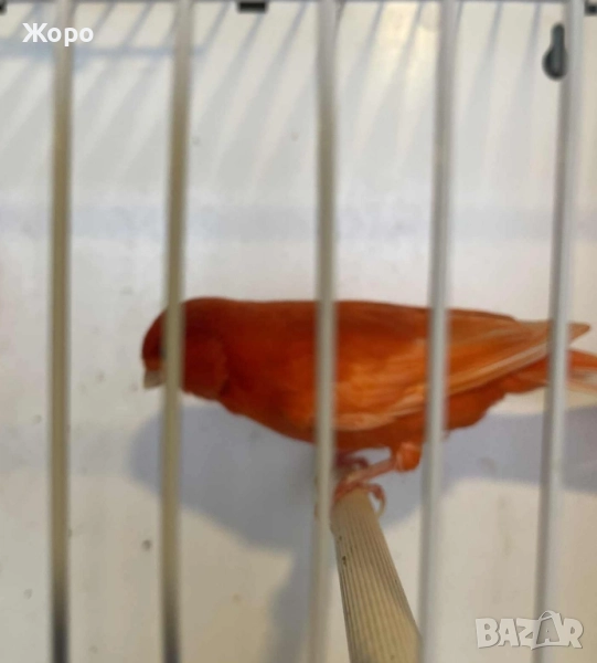 Продавам чифт , снимка 1