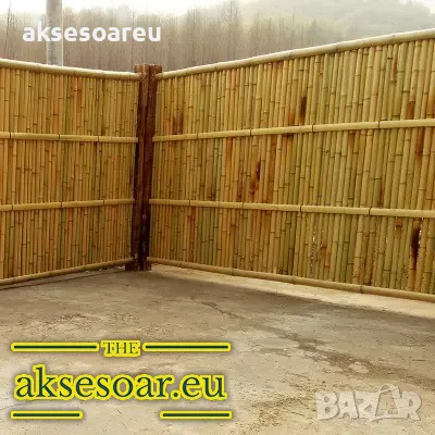 Качествени семена от бамбук Moso Bambo декоративни растения за дома бамбуков разсад за украса декор, снимка 1