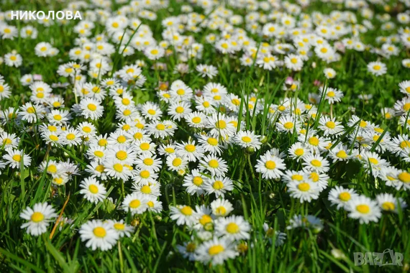 ЛИВАДНИ  МАРГАРИТИ, снимка 1