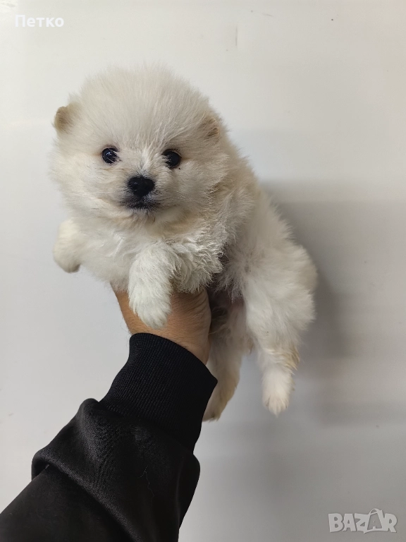 Мини шпиц, снимка 1