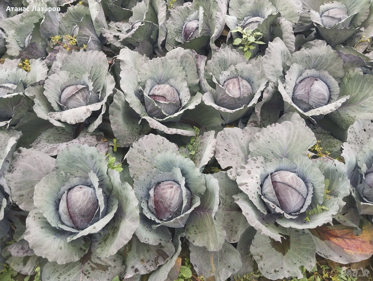 Продавам ЧЕРВЕНО ЗЕЛЕ на едро., снимка 1