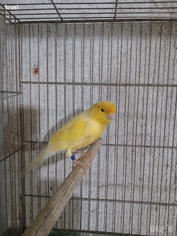 канарче, снимка 1