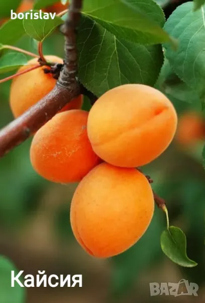 Продавам Кайсии сортове: силистренска, унгарска, роксана, снимка 1