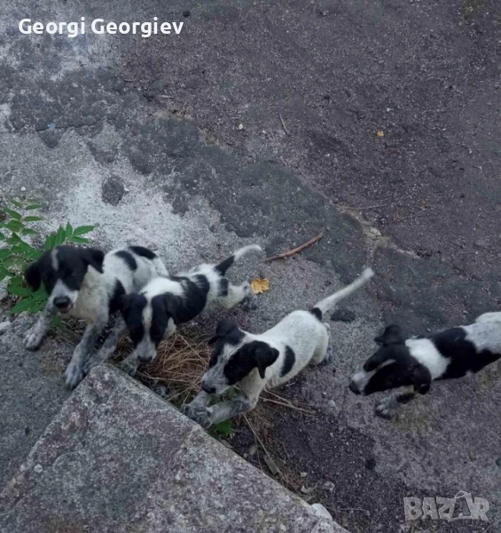 Подаряваме кученца , снимка 1