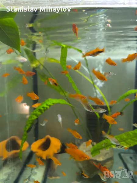 Хелер, снимка 1