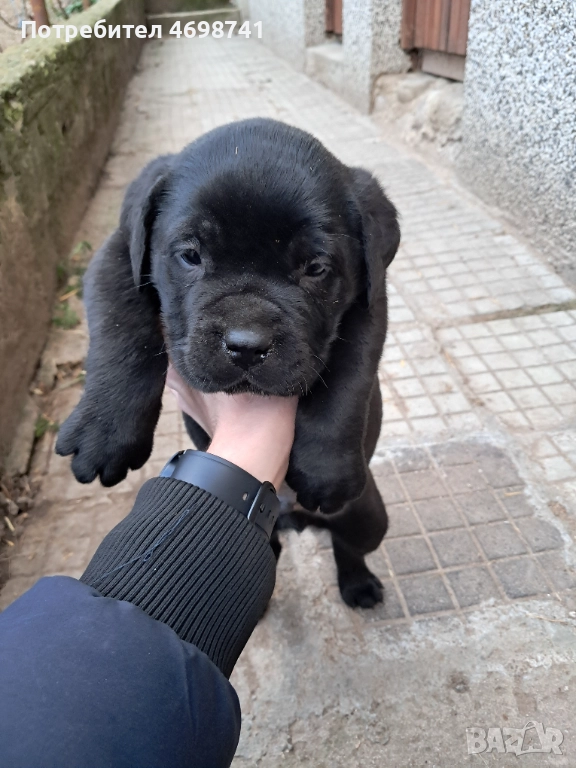 Мъжко Кане Корсо, снимка 1