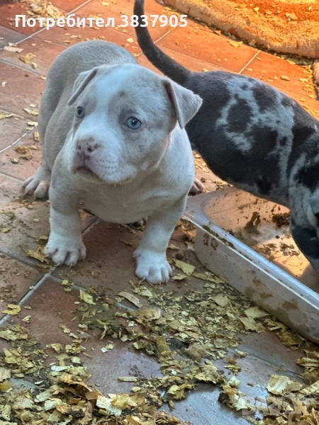 Американско були покет, снимка 1