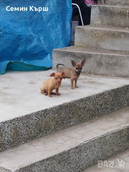 Мини пинчерчета , снимка 1