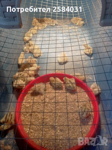 Продавам пъдпъдъци, снимка 1