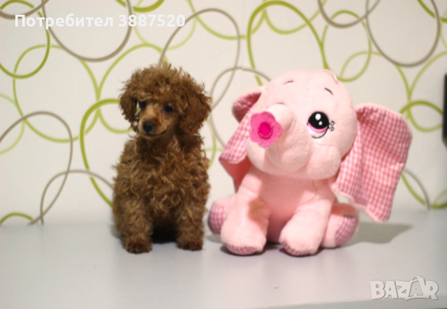 Той пуделчета от родословни родители 