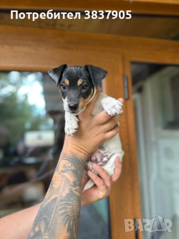 Джак Ръсел териер, снимка 1