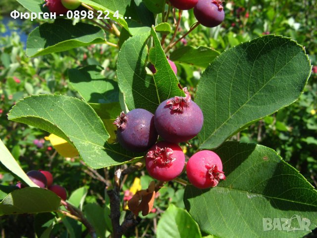 Амеланхиер -Amelanchier, снимка 3 - Разсади - 43480347