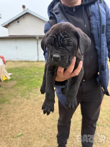 Кученца кане корсо, снимка 2 - Кане корсо - 52584769