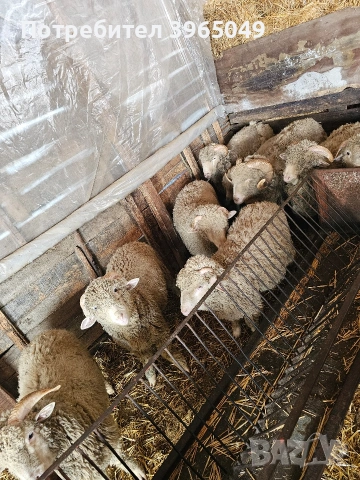 Шилета мъжки на 10 месеца