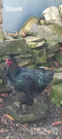 Продавам петел порода черна брама