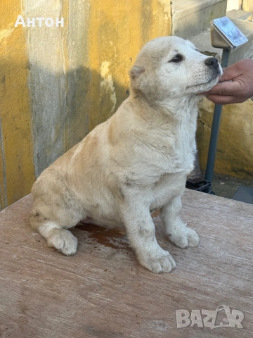 Алабай (Средно Азиатска овчарка), снимка 9 - Алабай - 52940508