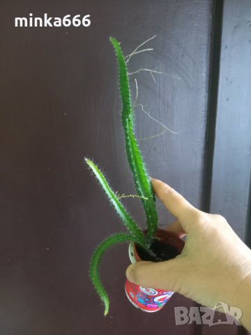 Разсад за питая(драконов плод), снимка 4 - Стайни растения - 35333744
