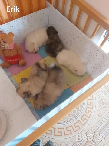 pomeran kucenca n, снимка 1