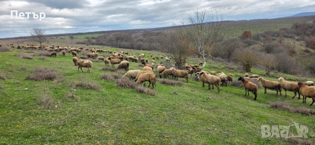 Продавам стадо под Селекция , снимка 2 - Овце - 53585024