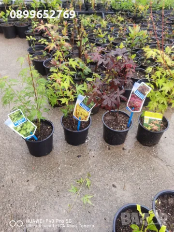 Японски клен четери сорта, цената е за четери растения.