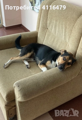 Куче в спешна нужда от нов дом, снимка 6 - Други - 52942967