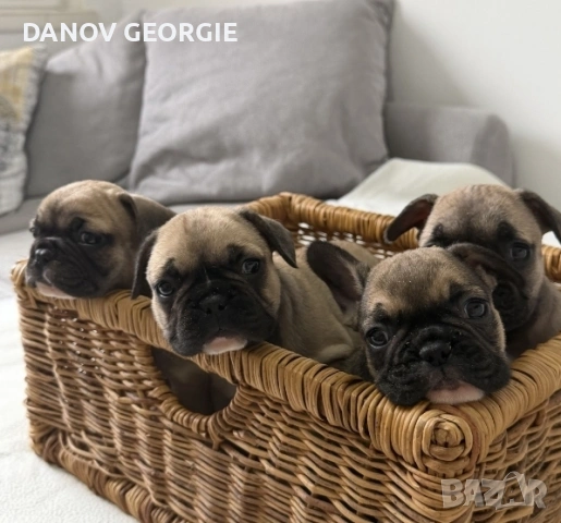 Френски булдог-кученца, снимка 8 - За кучета - 53227094