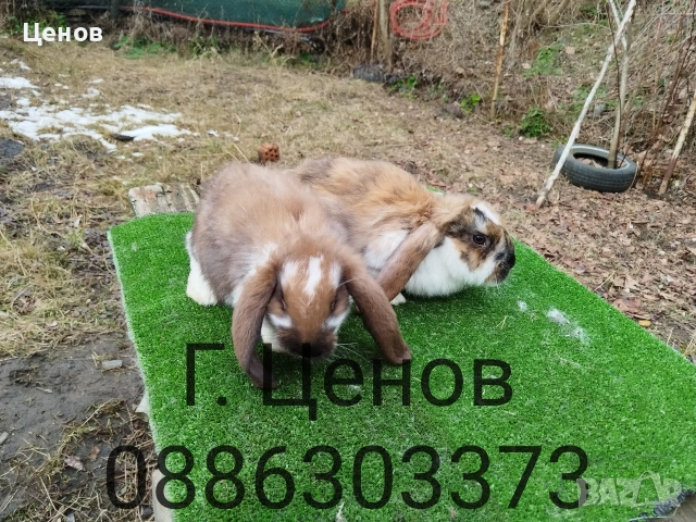 Продавам кочовати зайци., снимка 8 - Други животни - 53178167