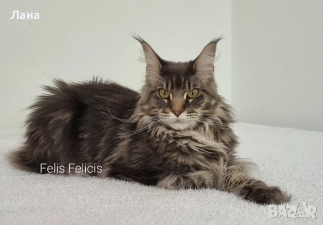 Мейн кун Мейн Куун коте Maine Coon , снимка 6 - Мейн кун - 40421222